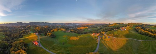 Aerial view of vineyards in the morning light