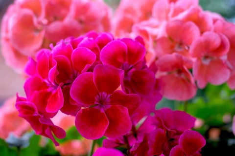 Geranium blossoms