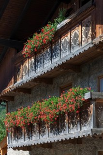 Summer flowers
