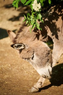 Donkey