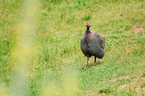 Helmeted guineafowl