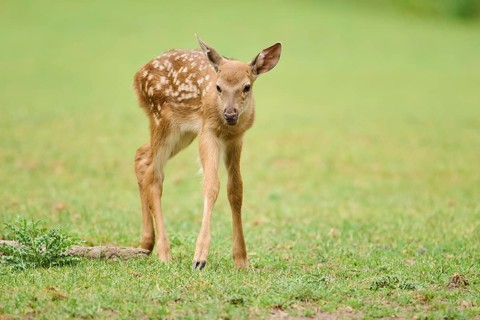 Sika deer
