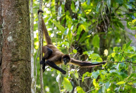 Geoffroy's spider monkey