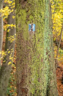 Tree on the donkey path to Drachenfels