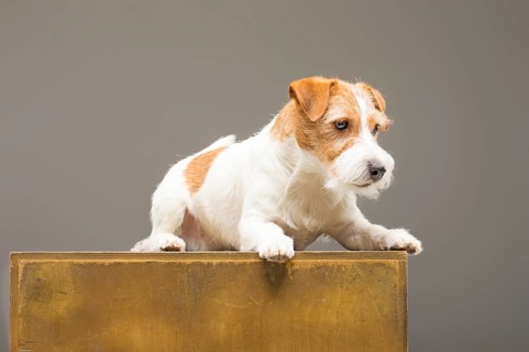 Purebred Jack Russell posing in the studio and looking at the camera.