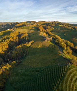 Aerial view of vineyards in the morning light