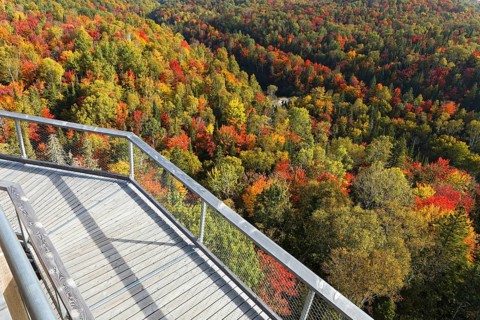Tree top walkway in autumn