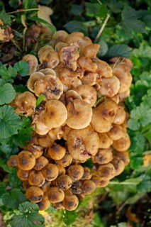 Hallimasch mushrooms in the forest
