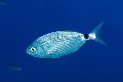 Banded seabream
