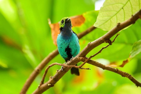 Paradise tanager