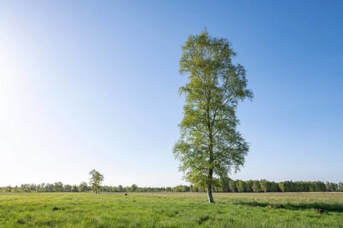 Downy birch