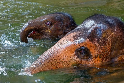 Asian elephant