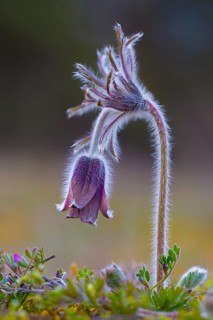 Small pasque flower