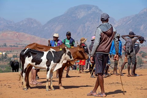 Young Malagasy herdsmen with zebus at zebu market in the city Ambalavao