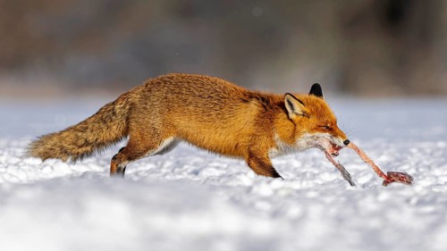 Red fox