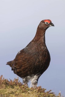Red grouse