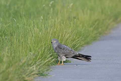 Montagu's harrier