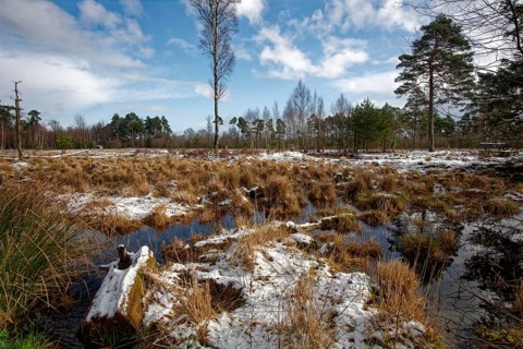 Snow-covered winter landscape in the Tister Bauernmoor nature reserve