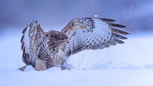 Steppe buzzard