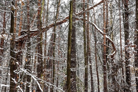 Winter landscape