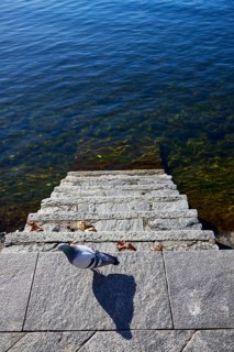 Stairway into the water with a dove