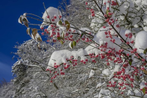 Common spindle