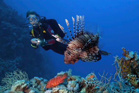 Diver Diver looking at pacific red lionfish