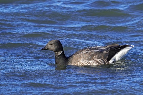 Brant goose