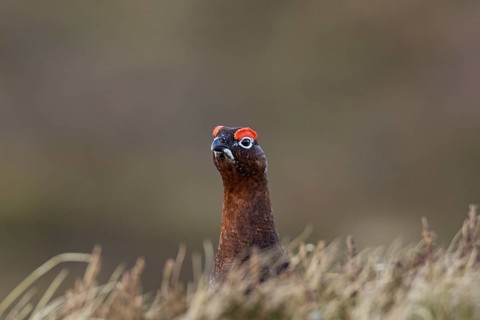 Red grouse