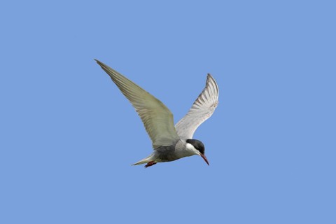 Whiskered tern
