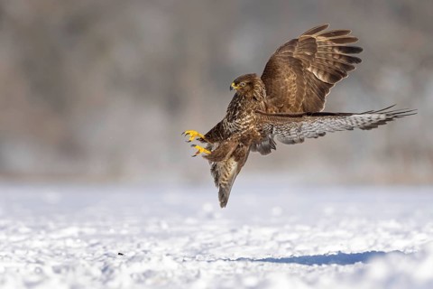 Steppe buzzard