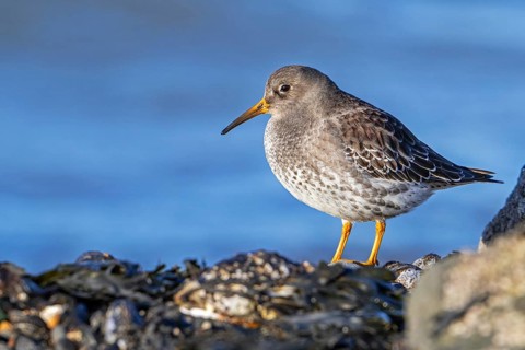 Purple sandpiper