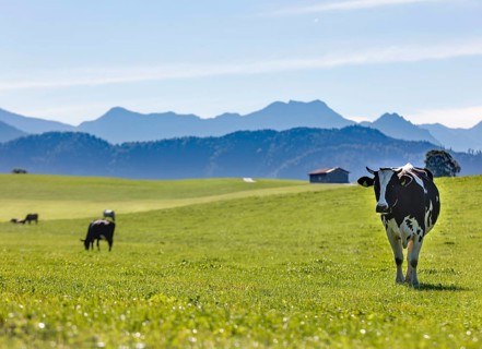 Cows on an alpine meadow in the Allgaeu
