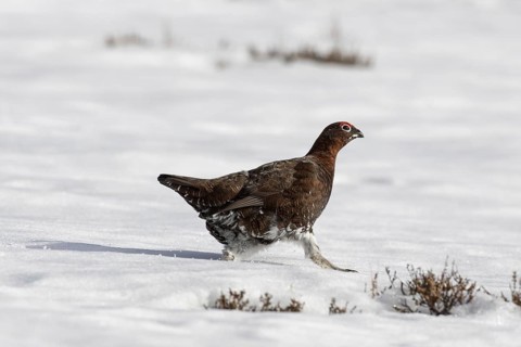 Red grouse