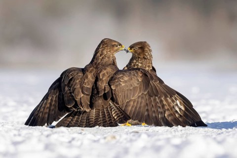 Steppe buzzard
