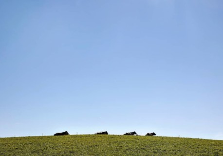 Cows on an alpine meadow in the Allgaeu