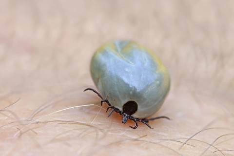 Castor bean tick
