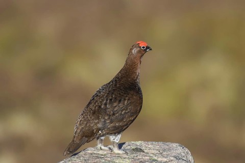 Red grouse