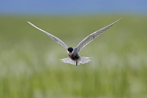 Whiskered tern