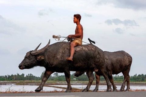 Boy riding a water buffalo