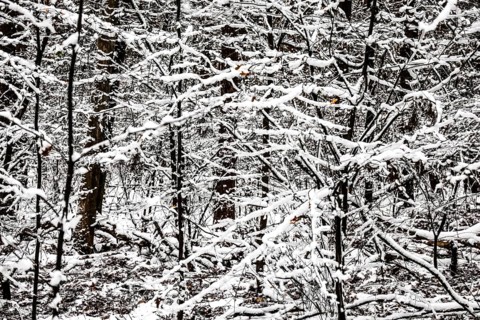 Winter landscape
