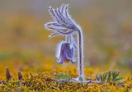 Small pasque flower