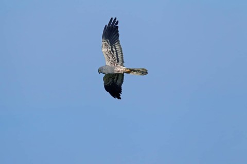 Montagu's harrier