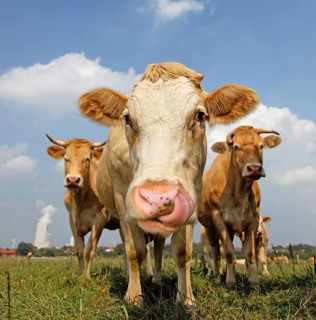 Cow licks its nostrils