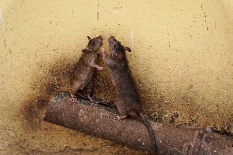 Sacred rats