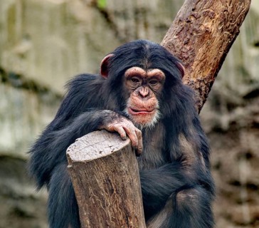 Animal portrait