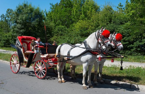 Two white horses with red plumes pull an elegant red carriage with a man