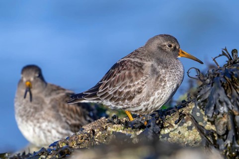 Two purple sandpipers