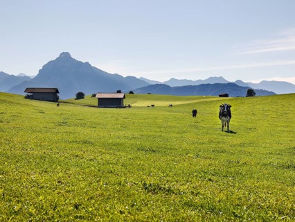 Cows on an alpine meadow in the Allgaeu