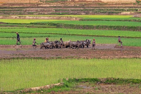 Malagasy herdsmen and young boys driving zebus through muddy rice field in the Haute Matsiatra Region